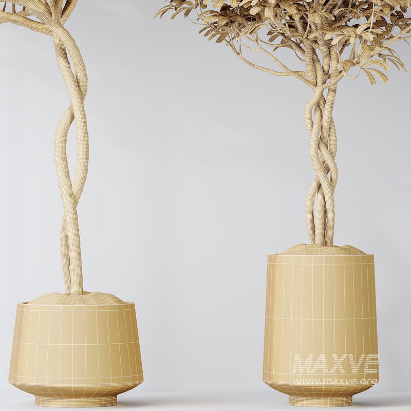 HQ HousePlants Schefflera Arboricola Umbrella Set02 - Image 6