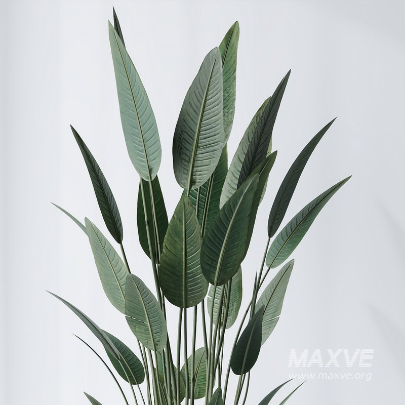 ParadiseBird and Elephantipes Gigantea Vase 08 - Image 6