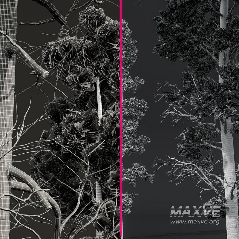 Pinus Palustris and Sphaeropteris Lepifera - Image 5