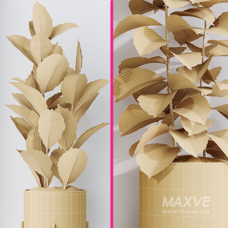 Rubber Ficus Elastica Abidjan Melany Vase 19 - Image 7