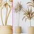 Lemon Cane Dragon and Euphorbia Drupifera set 19 - Thumbnail 7