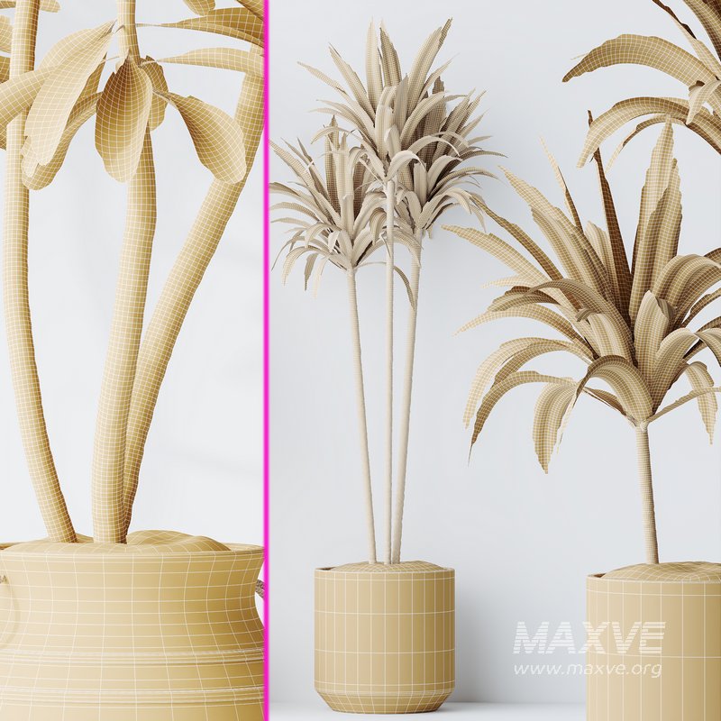 Lemon Cane Dragon and Euphorbia Drupifera set 19 - Image 7