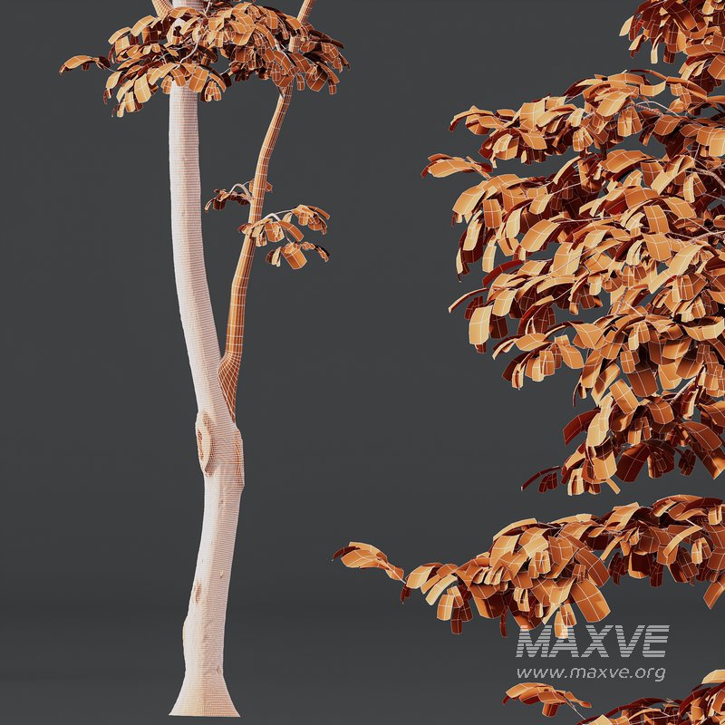 Alnus Glutinosa and Carpinus Betulus - Image 5