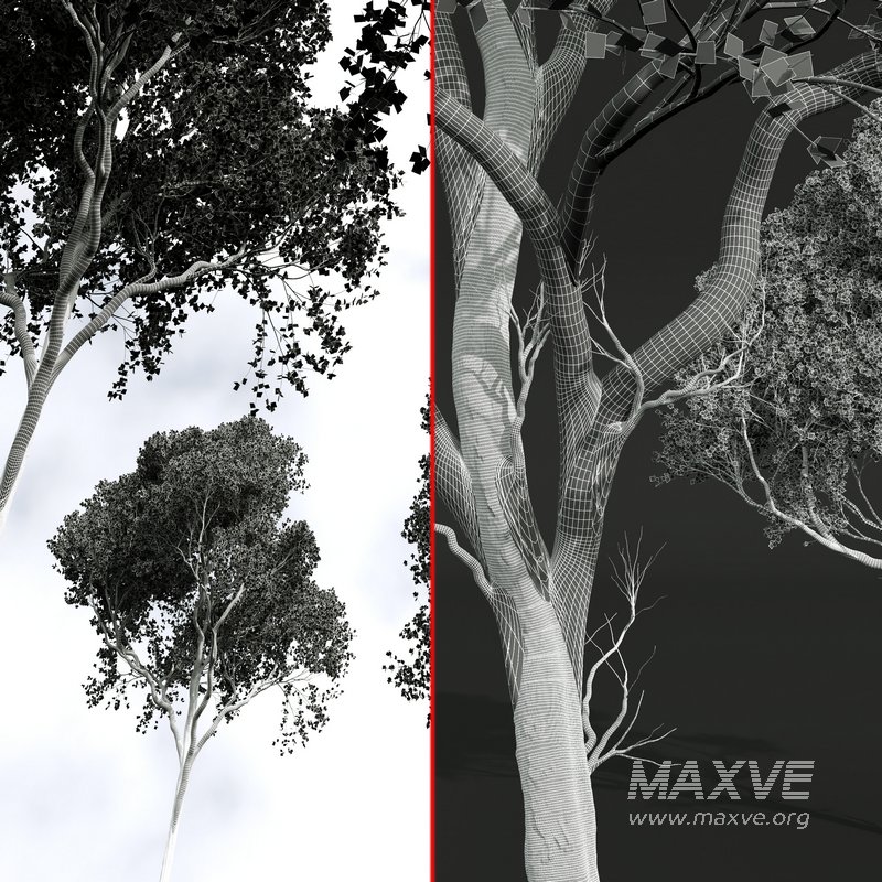 Acer Pseudoplatanus 04-spring trees - Image 5