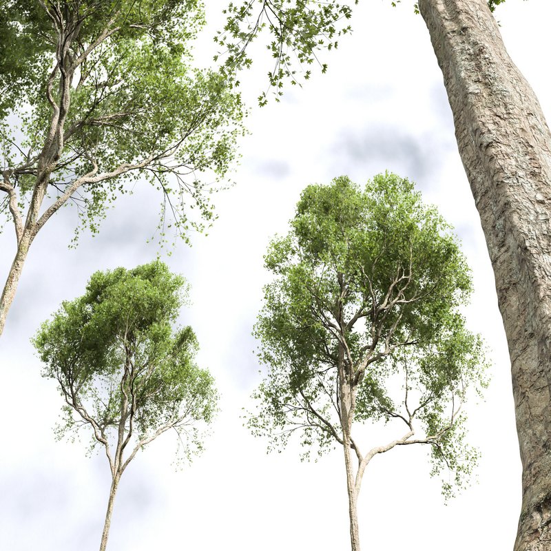 Acer Pseudoplatanus 04-spring trees - Image 7