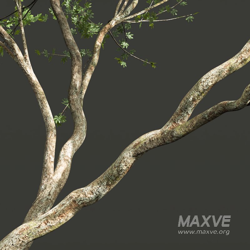 Acer Pseudoplatanus 04-spring trees - Image 2