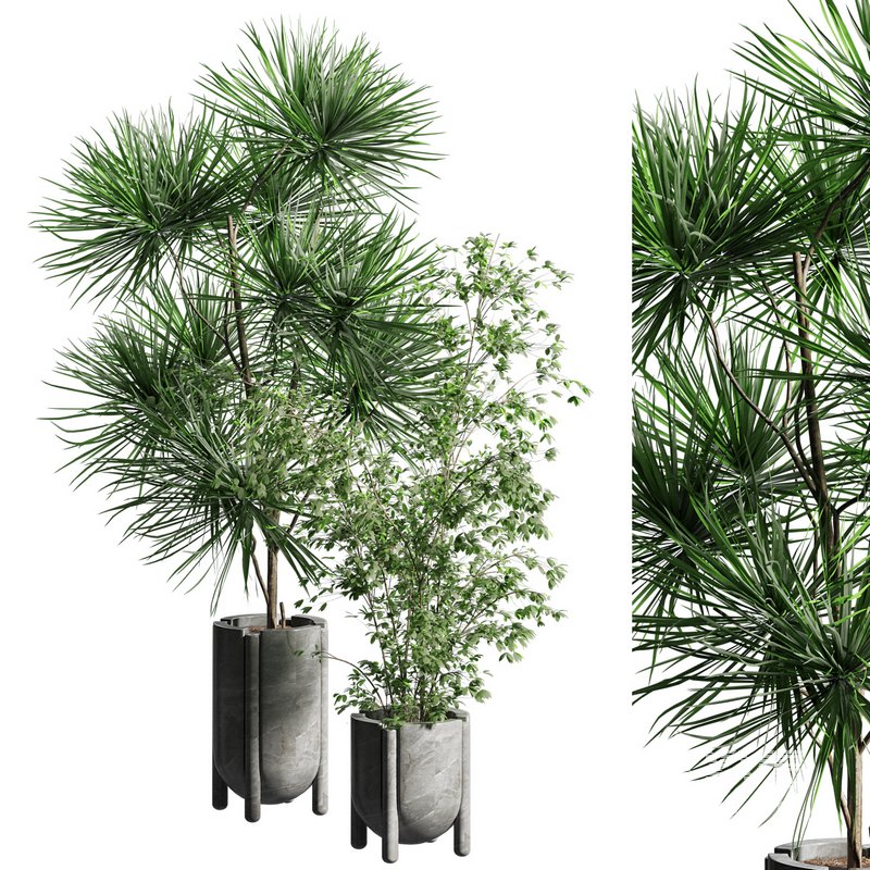 Indoor plant 06 - Image 3