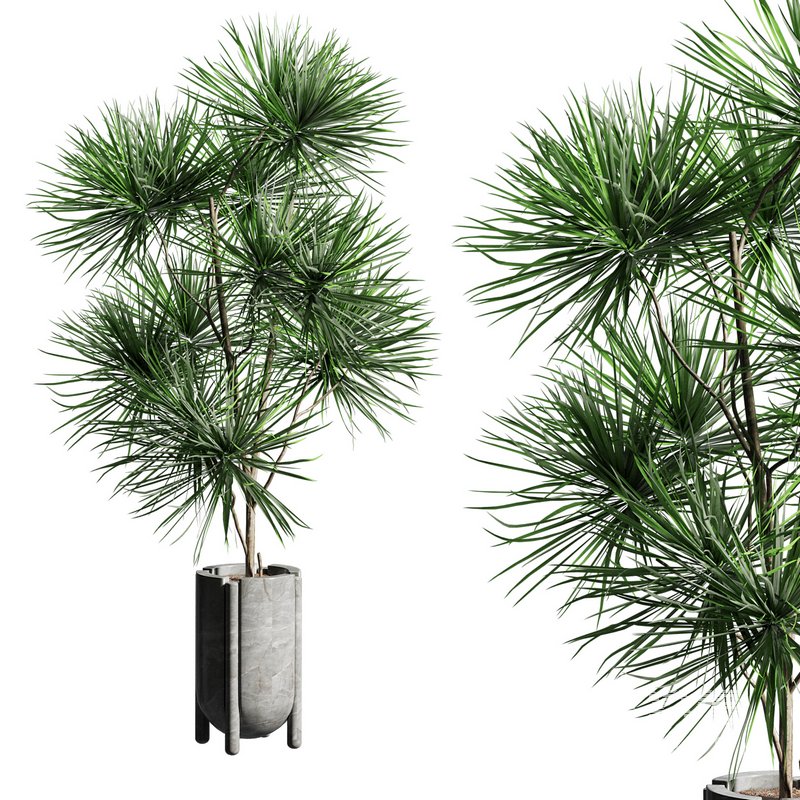 Indoor plant 06 - Image 2