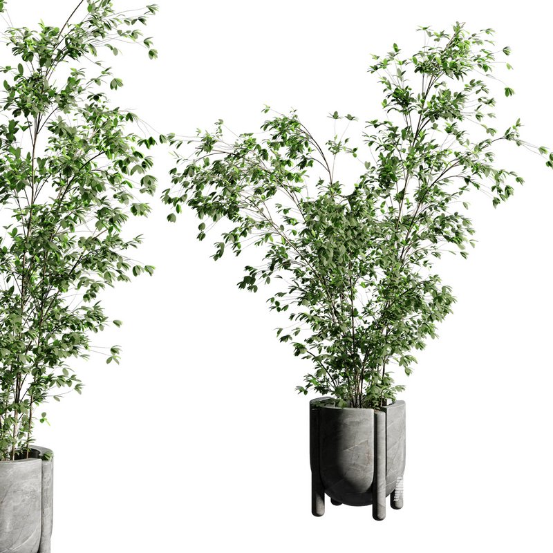 Indoor plant 06 - Image 1