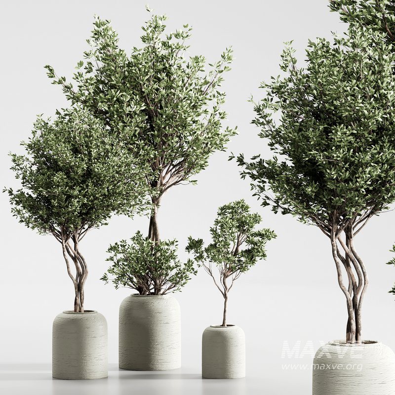 Indoor Plant 09 - Image 1