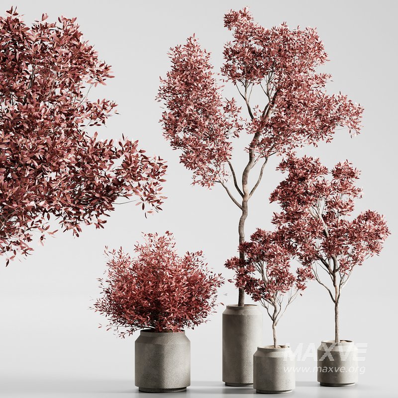 indoor plant set 13 - Image 1