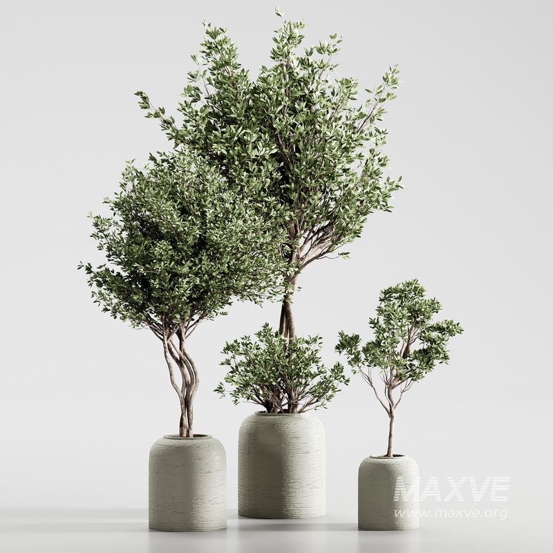 Indoor Plant 09 - Image 2