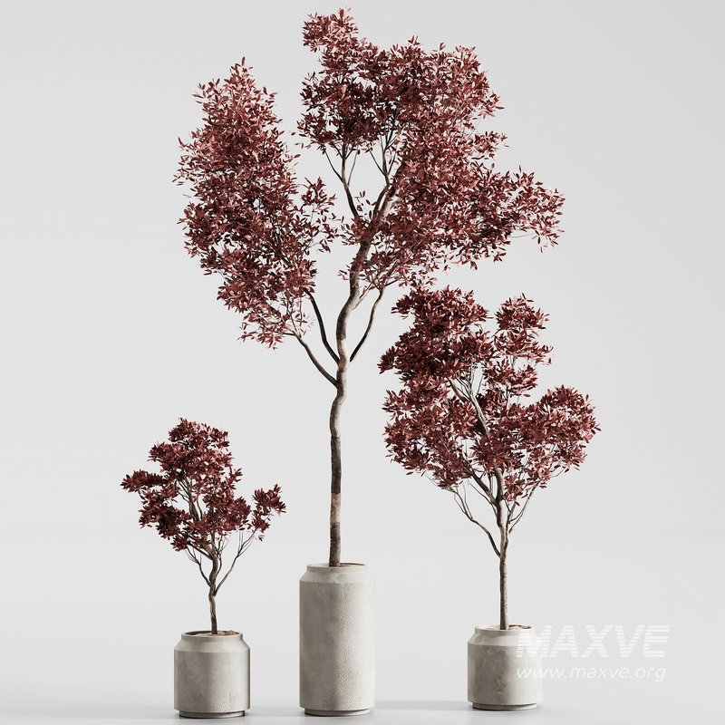 indoor plant set 13 - Image 3