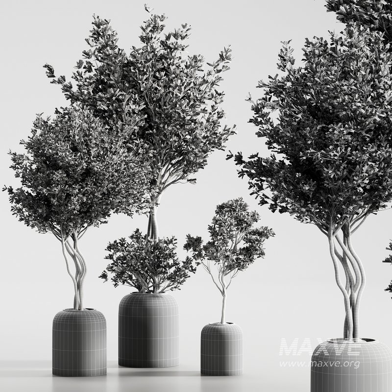 Indoor Plant 09 - Image 4