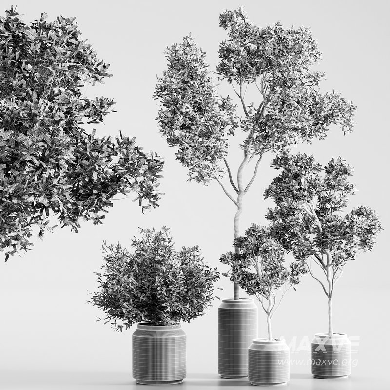 indoor plant set 13 - Image 4