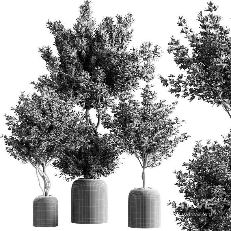 indoor plant set 21 - Image 2