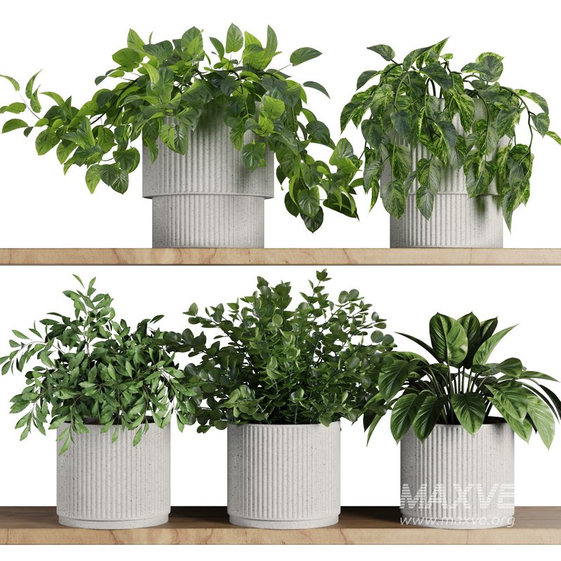 Plants on Shelf SetV8 - Image 1