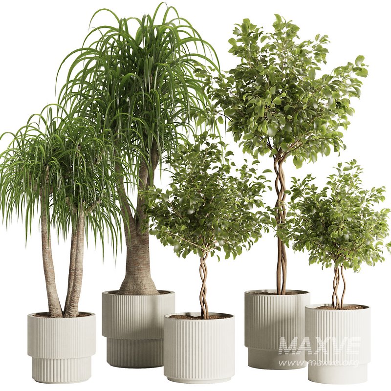 Indoor Plant Set49 - Image 1