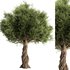 Olive Tree Set11 - Thumbnail 1