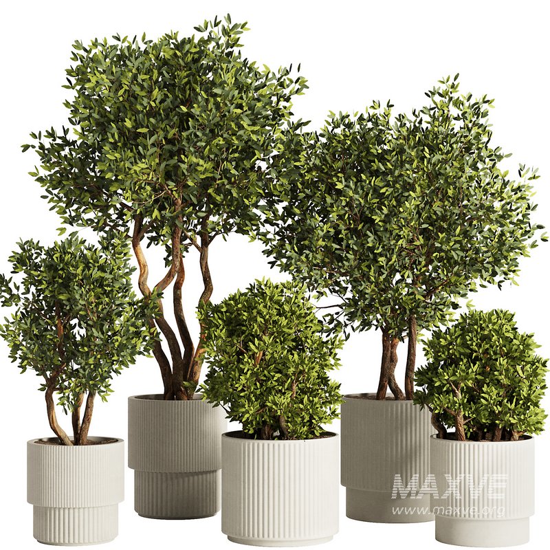 Indoor Plant Set53 - Image 1