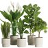 Indoor Plant Set47 - Thumbnail 1