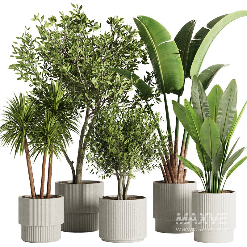 Indoor Plant Set46 - Image 1