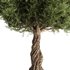 Olive Tree Set11 - Thumbnail 3