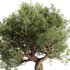 Olive Tree Set10 - Thumbnail 2