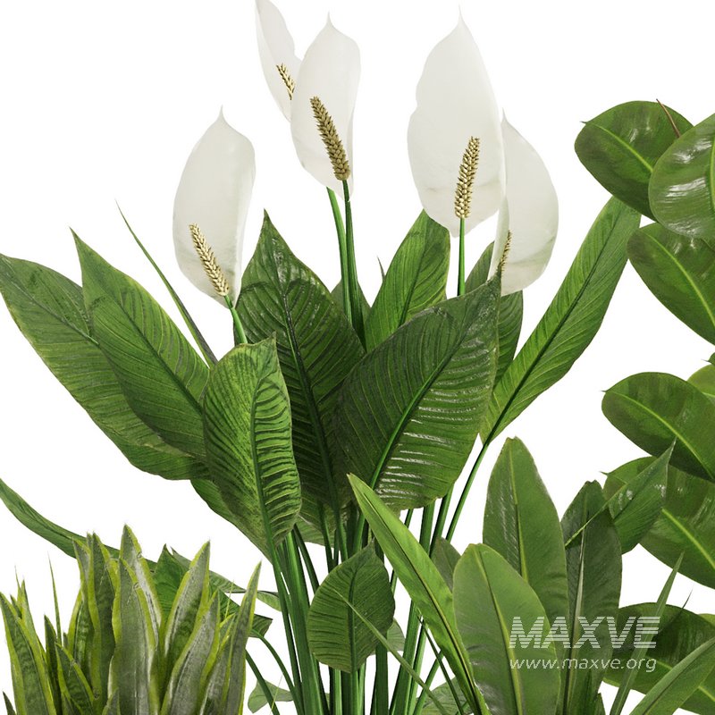 Indoor Plant Set47 - Image 2