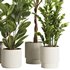 Indoor Plant Set48 - Thumbnail 2