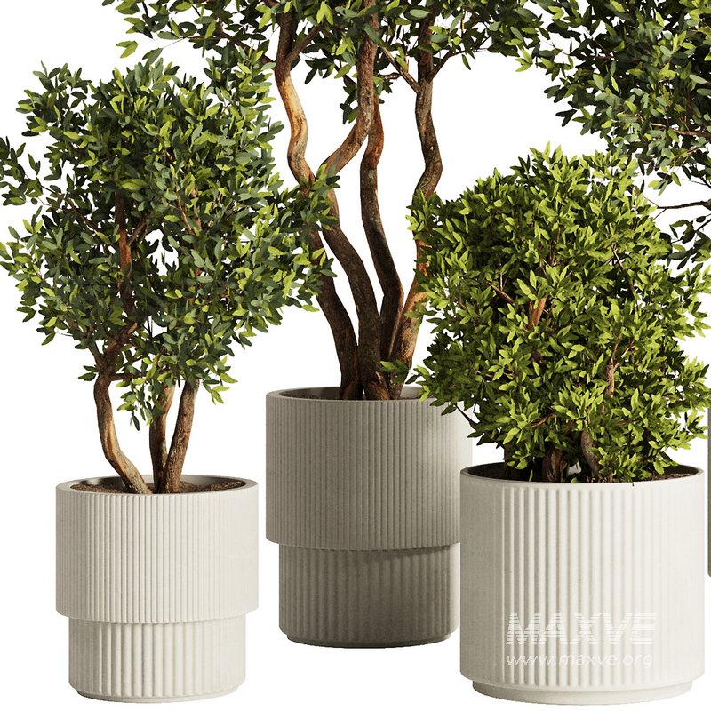 Indoor Plant Set53 - Image 5