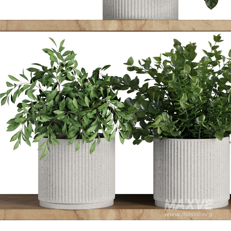 Plants on Shelf SetV8 - Image 2