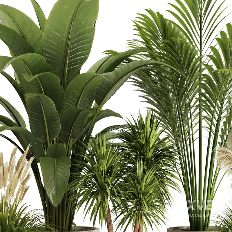 Indoor Plant Set50 - Image 4