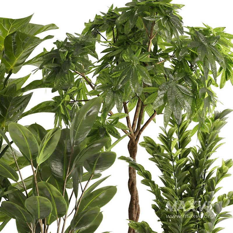 Indoor Plant Set48 - Image 3