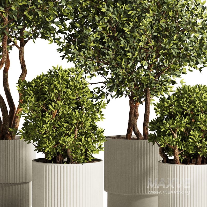 Indoor Plant Set53 - Image 4