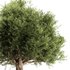 Olive Tree Set11 - Thumbnail 2