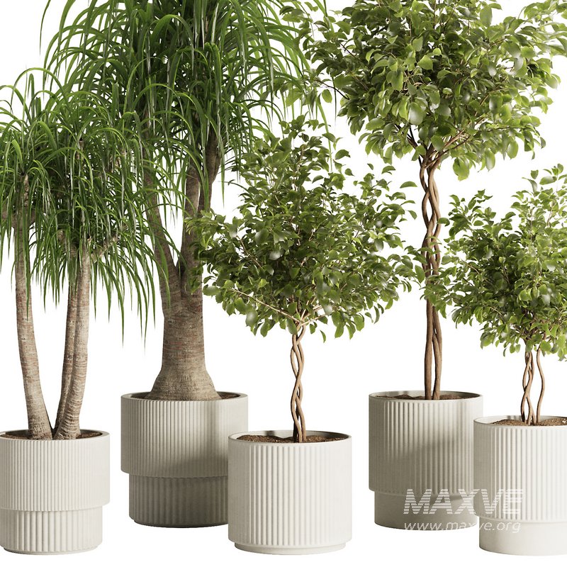 Indoor Plant Set49 - Image 4