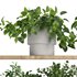 Plants on Shelf SetV8 - Thumbnail 3