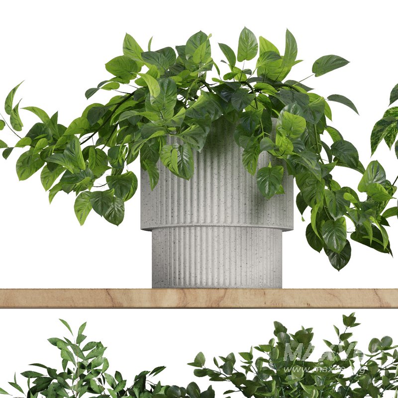 Plants on Shelf SetV8 - Image 3