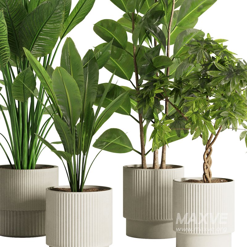 Indoor Plant Set47 - Image 4