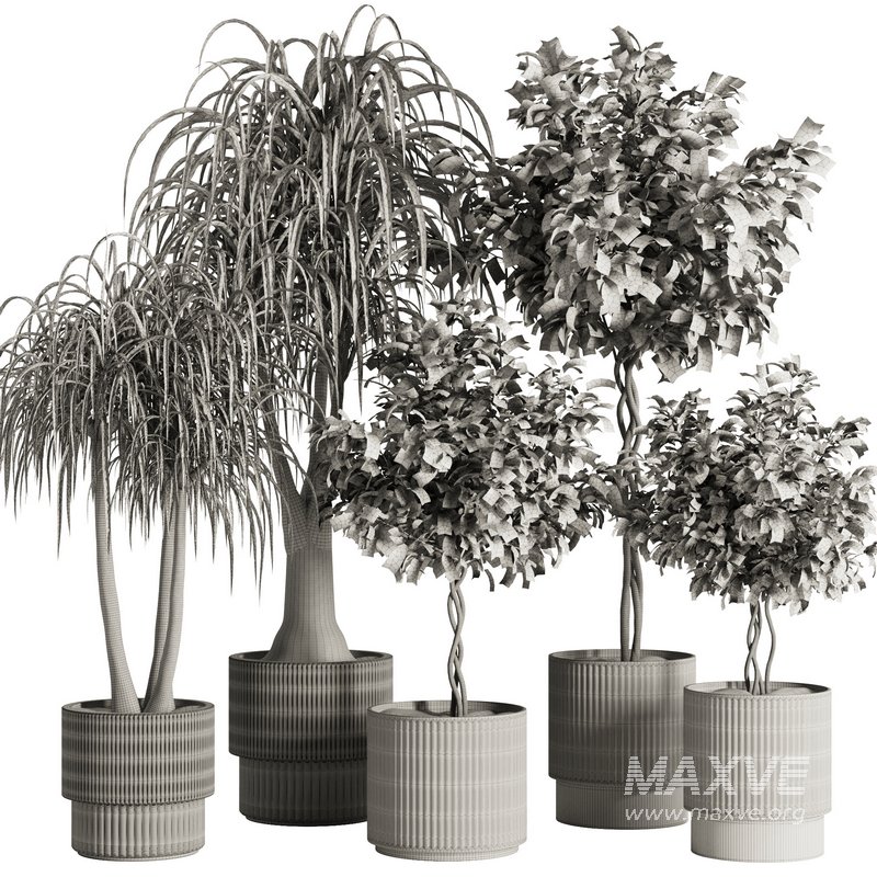 Indoor Plant Set49 - Image 3