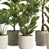 Indoor Plant Set48 - Thumbnail 4