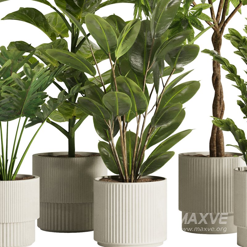 Indoor Plant Set48 - Image 4