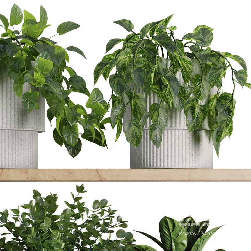 Plants on Shelf SetV8 - Image 4