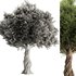 Olive Tree Set11 - Thumbnail 4