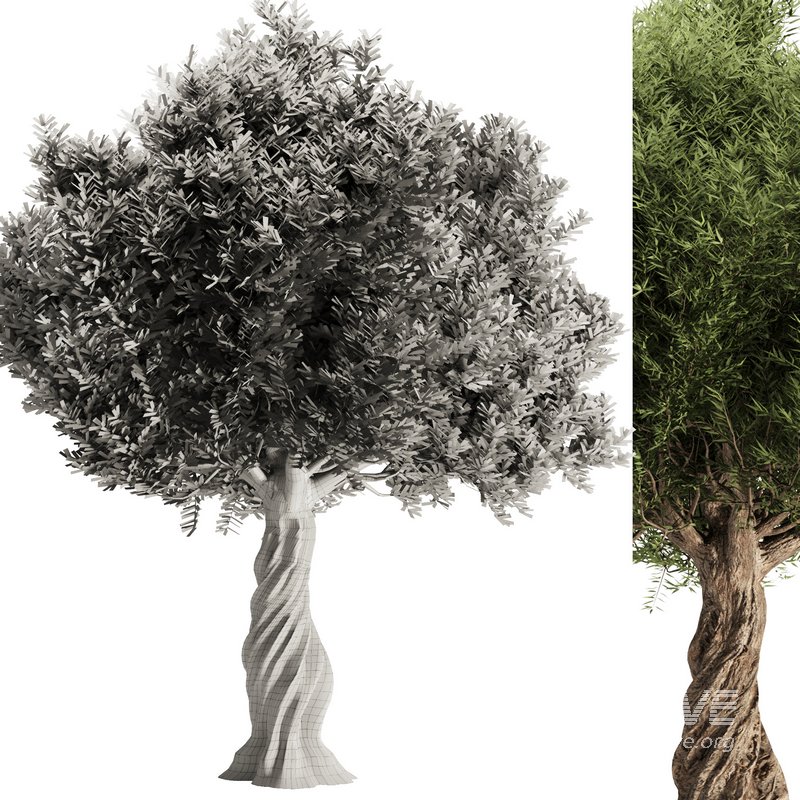 Olive Tree Set11 - Image 4