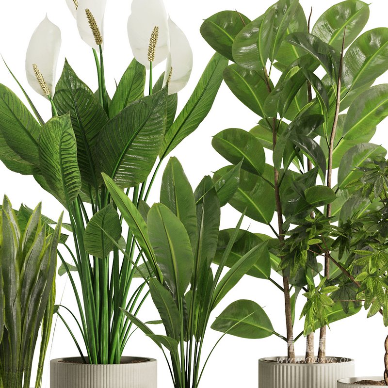 Indoor Plant Set47 - Image 3