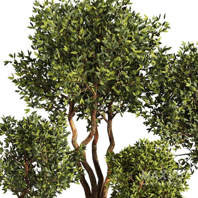 Indoor Plant Set53 - Image 2