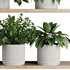 Plants on Shelf SetV8 - Thumbnail 6