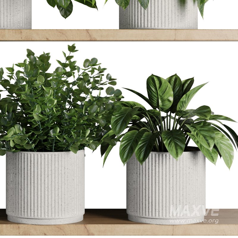 Plants on Shelf SetV8 - Image 6